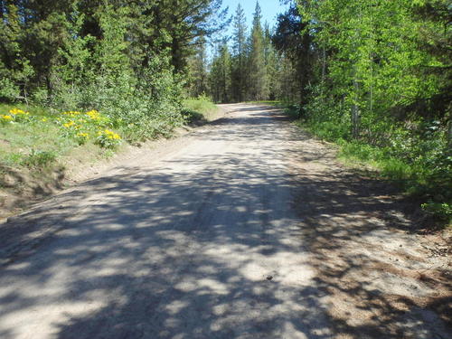 GDMBR: Mules Ear flowers and the road ahead.